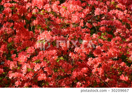 春天的瀧山城遺址公園就像這個八王子市 30209667