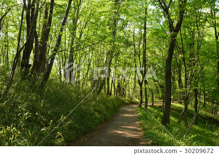 春天的瀧山城遺址公園就像這個八王子市 春天的瀧山城遺址公園就像這個八王子市 30209672