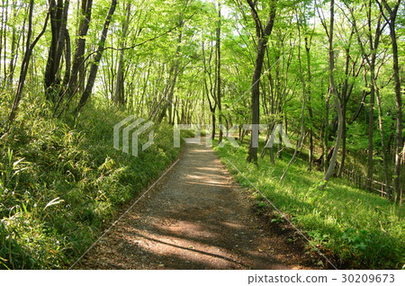 春天的瀧山城遺址公園就像這個八王子市 30209673