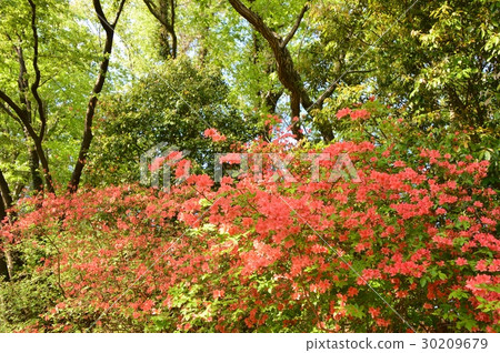 春天的瀧山城遺址公園就像這個八王子市 春天的瀧山城遺址公園就像這個八王子市 30209679