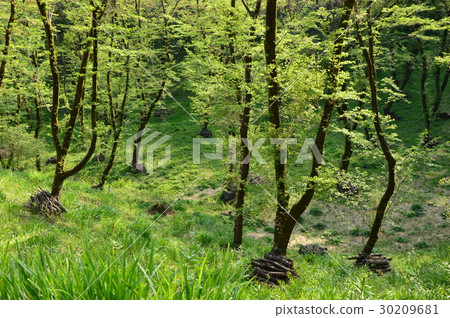 春天的瀧山城遺址公園就像這個八王子市 春天的瀧山城遺址公園就像這個八王子市 30209681