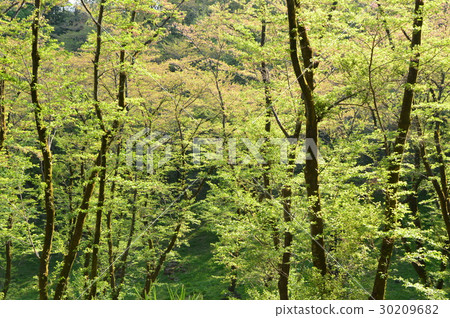 春天的瀧山城遺址公園就像這個八王子市 春天的瀧山城遺址公園就像這個八王子市 30209682