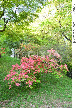 Takiyama Castle Ruins Park in spring is like this Hachioji City 30209697