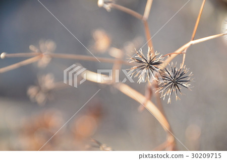 粘性昆蟲(埼玉縣深谷市) 粘性昆蟲(埼玉縣深谷市) 30209715