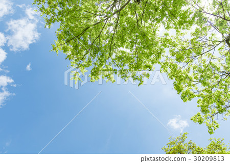 新鮮的青綠的天空 30209813