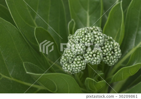 Natural plant Mompano, a bud of grain. Flowers bloom one after the other from spring to autumn 30209861