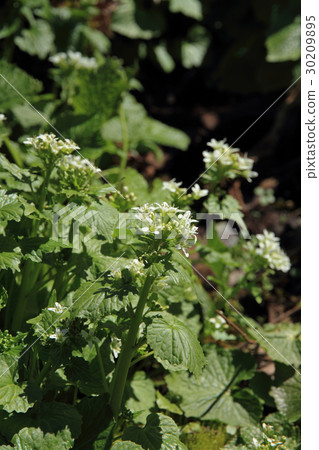 Wasabi flowers growing naturally 30209895