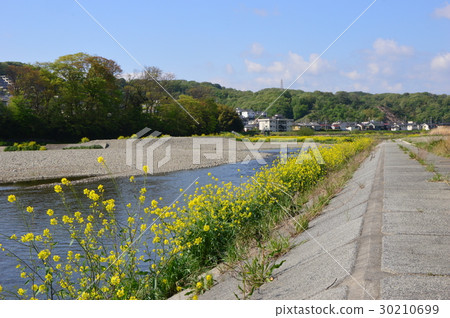 春天多摩山淺川就像這個八王子市 春天多摩山淺川就像這個八王子市 30210699