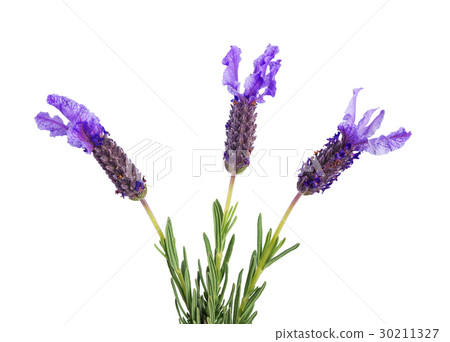 three lavender flowers 30211327