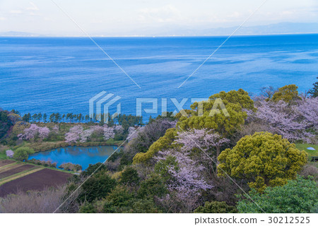 [Numazu City, Shizuoka Prefecture] Ida coastline, Myojin pond, and cherry blossom season 30212525