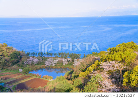 [靜岡縣沼津市] Ida海岸線，妙神池和櫻花季節 30212527