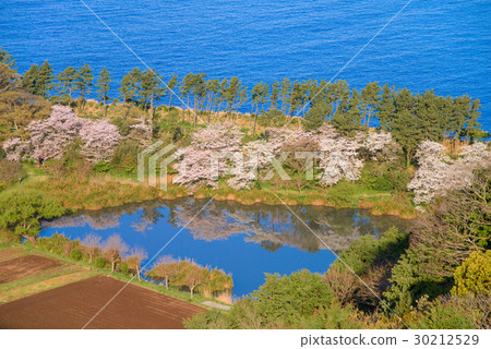 [靜岡縣沼津市] Ida海岸線，妙神池和櫻花季節 30212529