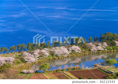 [Numazu City, Shizuoka Prefecture] Ida coastline, Myojin pond, and cherry blossom season 30212543