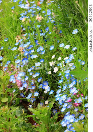 花卉壁紙55 30212968