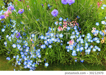 花卉壁紙56 30212970