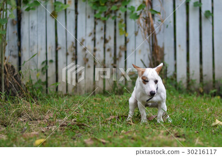 dog guilty for the poop or shit on grass dog guilty for the poop or shit on grass 30216117