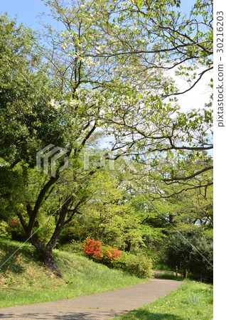 Hirayama Castle Ruin Park in Spring Momentary Hachioji City Hirayama Castle Ruin Park in Spring Momentary Hachioji City 30216203