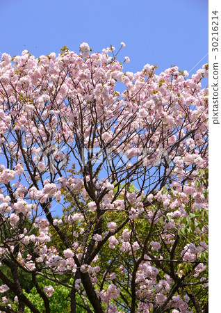 Hirayama Castle Ruin Park in Spring Momentary Hachioji City Hirayama Castle Ruin Park in Spring Momentary Hachioji City 30216214