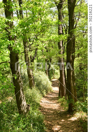 Hirayama Castle Ruin Park in Spring Momentary Hachioji City Hirayama Castle Ruin Park in Spring Momentary Hachioji City 30216221
