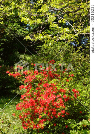 Hirayama Castle Ruin Park in Spring Momentary Hachioji City 30216233