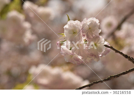 單葉(雙櫻桃) 單葉(雙櫻桃) 30216558