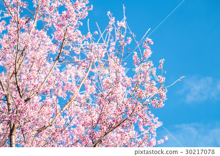 Beautiful spring cherry blossom  Beautiful spring cherry blossom  30217078