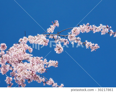 Thornhill cherry blossom branch 2017 30217861