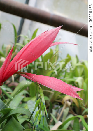 Beautiful flowers in nature Beautiful flowers in nature 30218178