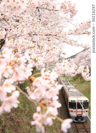 Yamakita的Sakura和御殿場線 30218297