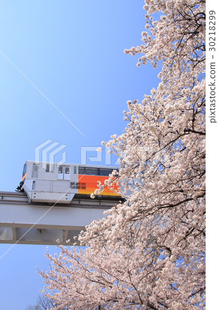 多摩單軌鐵路和櫻花 30218299
