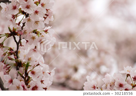 櫻花13 櫻花13 30218556