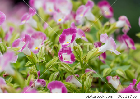 Wishbone flower (Torenia fournieri) in garden. Wishbone flower (Torenia fournieri) in garden. 30218710