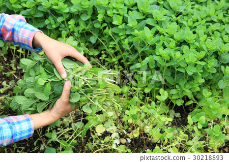 woman gardener havest mint platns at garden woman gardener havest mint platns at garden 30218893