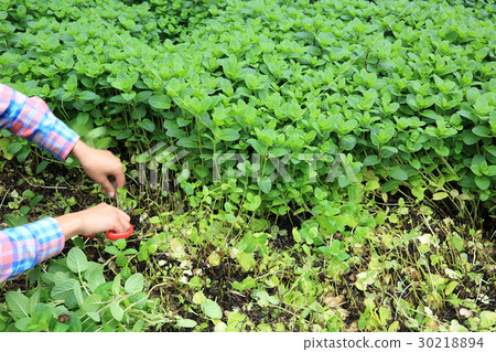 woman gardener havest mint platns at garden woman gardener havest mint platns at garden 30218894