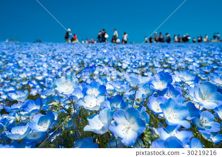 喜林草 喜林草 30219216