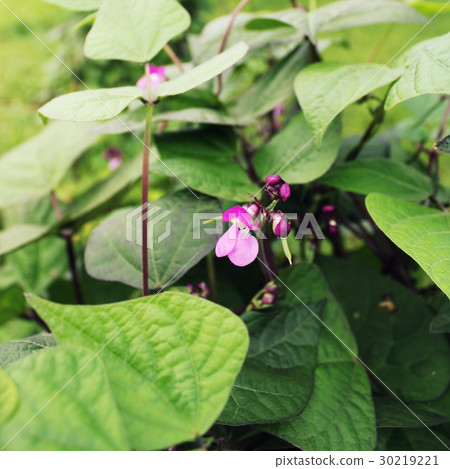Runner Bean Plant with flower in a Vegetable Runner Bean Plant with flower in a Vegetable 30219221