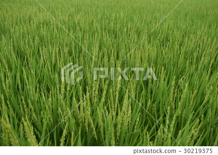 Rice flowers 30219375