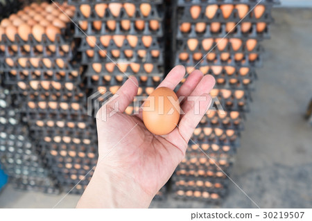 Hand holding eggs from chicken farm on lot of egg Hand holding eggs from chicken farm on lot of egg 30219507