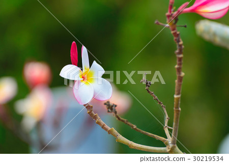 white , pink and yellow Plumeria frangipani flower 30219534