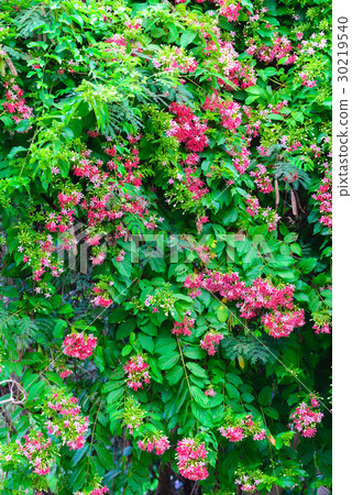 Pink flowers blossom, Quisqualis Indica flower Pink flowers blossom, Quisqualis Indica flower 30219540