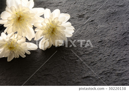 菊花花黑色日本紙 菊花花黑色日本紙 30220138