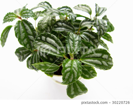 Pirea foliage plant 30220726