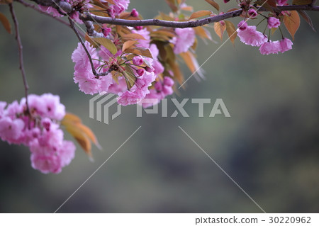 盛開的雙櫻花 盛開的雙櫻花 30220962