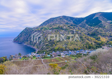 [Ida, Numazu City, Shizuoka Prefecture] View from the glittering hill, cherry blossom season 30221310
