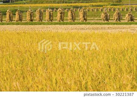 Rice cultivation 30221387