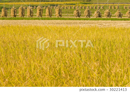 Rice cultivation 30221413