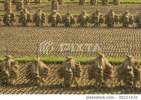 Drying of rice 30221416
