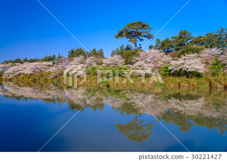 [靜岡縣沼津市]櫻花盛開的季節，在井田的妙神池 30221427