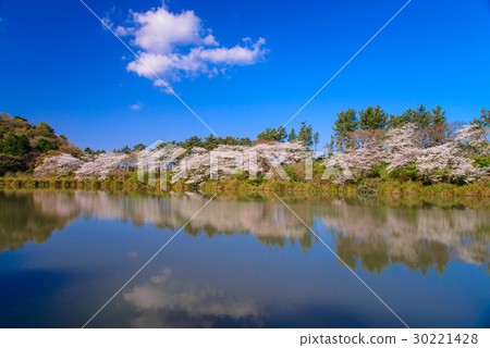 [靜岡縣沼津市]櫻花盛開的季節，在井田的妙神池 30221428