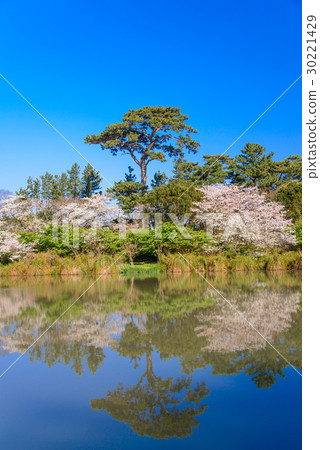 [靜岡縣沼津市]櫻花盛開的季節，在井田的妙神池 30221429